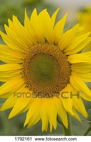A sunflower View Large Photo Image Stock Image - A sunflower. Fotosearch