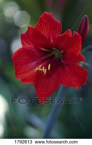 Stock Image - Amaryllis blossom. Fotosearch