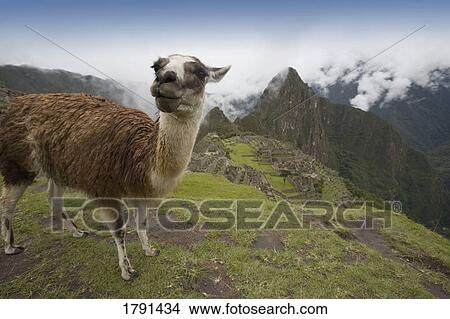 An alpaca at the ancient Inca ruins of Machu Picchu, Peru View Large Photo Image Picture - An alpaca at the ancient Inca ruins of Machu Picchu, Peru. Fotosearch