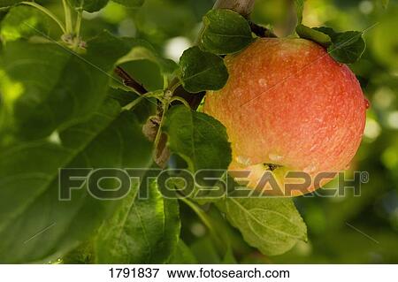 Apple in a tree View Large Photo Image Stock Photo - Apple in a tree. Fotosearch