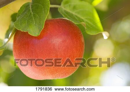 Apple on a tree View Large Photo Image Stock Photograph - Apple on a tree. Fotosearch