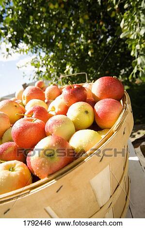 Stock Photograph - Apples in a basket. Fotosearch