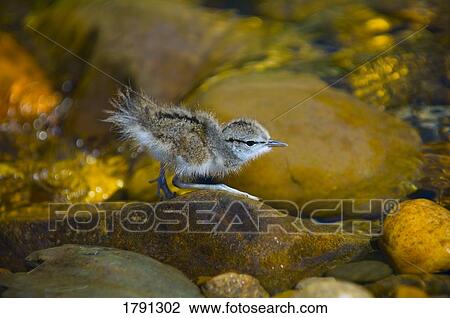 Stock Image - Baby Killdeer on rocks. Fotosearch