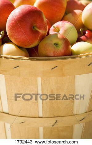 Basket of apples View Large Photo Image Stock Image - Basket of apples. Fotosearch