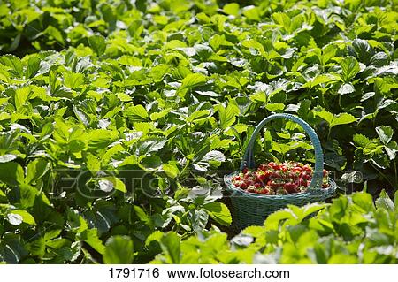 Basket of strawberries View Large Photo Image Stock Photograph - Basket of strawberries. Fotosearch