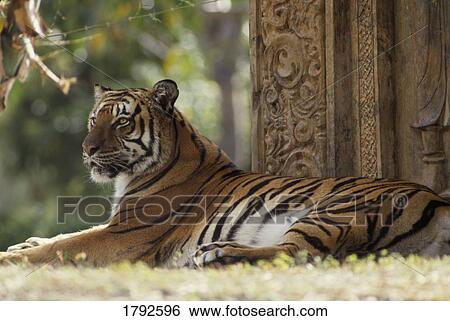 Stock Photograph - Bengal tiger. Fotosearch