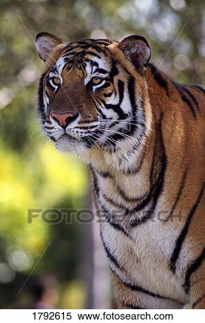 Stock Photography - Bengal tiger. Fotosearch