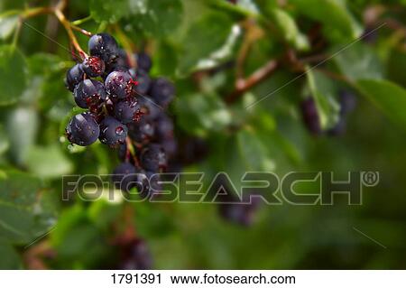 Stock Image - Berries on branches. Fotosearch