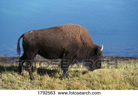 Bison View Large Photo Image Stock Image - Bison. Fotosearch