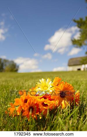 Stock Photography - Bouquet of orange flowers on grass. Fotosearch