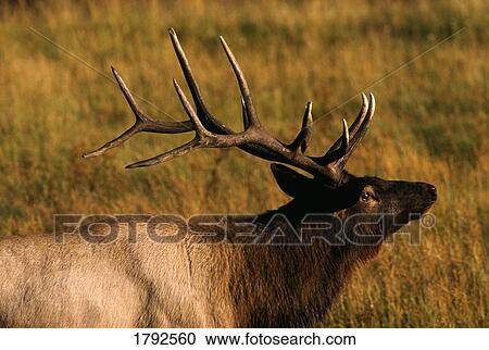Stock Image - Bull elk. Fotosearch