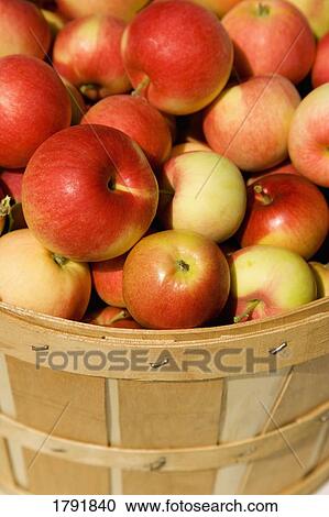 Bushel of apples View Large Photo Image Stock Image - Bushel of apples. Fotosearch
