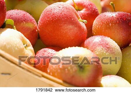 Bushel of apples View Large Photo Image Stock Image - Bushel of apples. Fotosearch