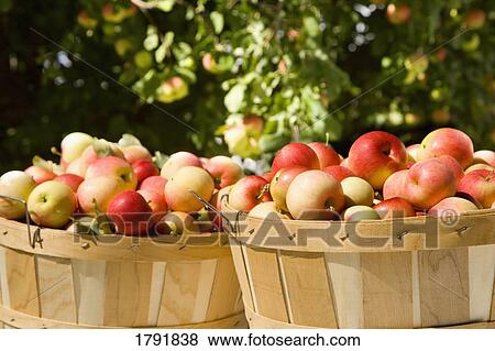 Bushel of apples View Large Photo Image Stock Photo - Bushel of apples. Fotosearch