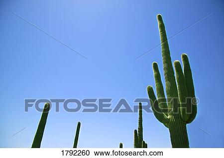Cactus plants View Large Photo Image Stock Image - Cactus plants. Fotosearch
