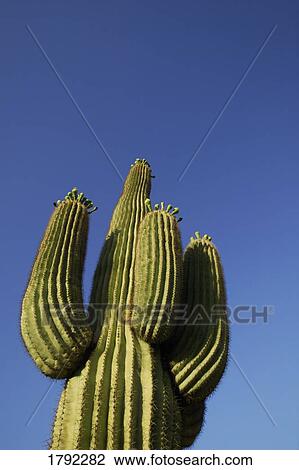 Stock Image - Cactus. Fotosearch