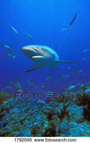 Caribbean reef shark View Large Photo Image Stock Photo - Caribbean reef shark. Fotosearch