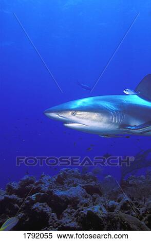 Caribbean reef shark View Large Photo Image Stock Photography - Caribbean reef shark. Fotosearch