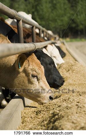 Stock Photograph - Cattle feeding. Fotosearch