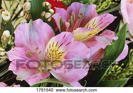 Stock Image - Close-up of Flower bouquet. Fotosearch