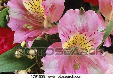 Close-up of Flowers View Large Photo Image Stock Photo - Close-up of Flowers. Fotosearch