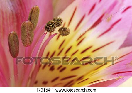 Stock Image - Close-up of Lily. Fotosearch