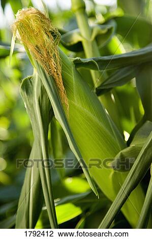 Stock Image - Corn husk. Fotosearch