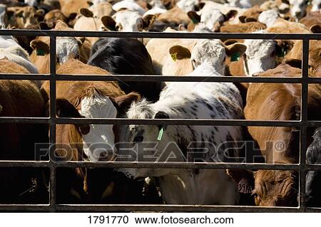 Stock Image - Corralled cattle. Fotosearch