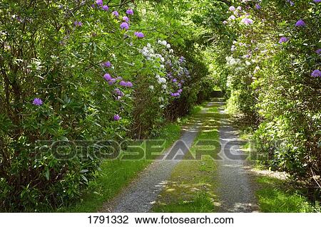Stock Image - Country road. Fotosearch