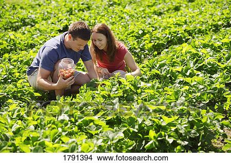 Picture - Couple picking strawberries. Fotosearch