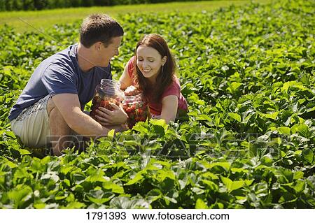 Stock Image - Couple picking strawberries. Fotosearch