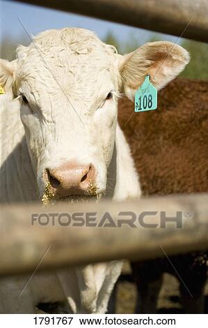 Stock Photo - Cow in corral. Fotosearch