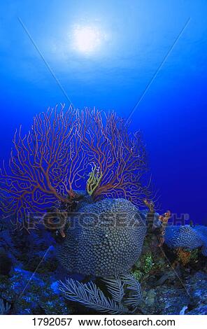 Deep water Coral Reef View Large Photo Image Stock Photo - Deep water Coral Reef. Fotosearch