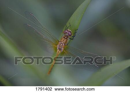 Stock Image - Dragonfly. Fotosearch