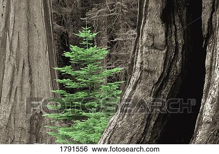 Evergreen among large sequoia trees View Large Photo Image Stock Photograph - Evergreen among large sequoia trees. Fotosearch