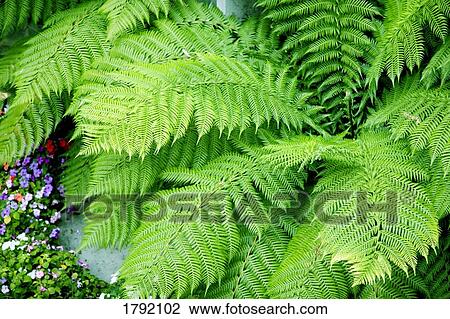 Fern bush View Large Photo Image Stock Image - Fern bush. Fotosearch