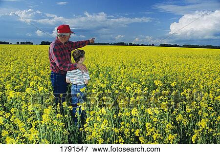 Stock Photo - Grandfather and grandson in canola field. Fotosearch