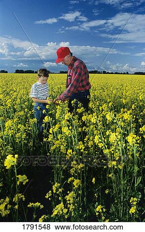 Grandfather and grandson in canola field View Large Photo Image Stock Photo - Grandfather and grandson in canola field. Fotosearch