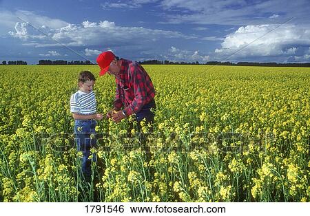 Grandfather and Grandson in Canola field View Large Photo Image Stock Photograph - Grandfather and Grandson in Canola field. Fotosearch