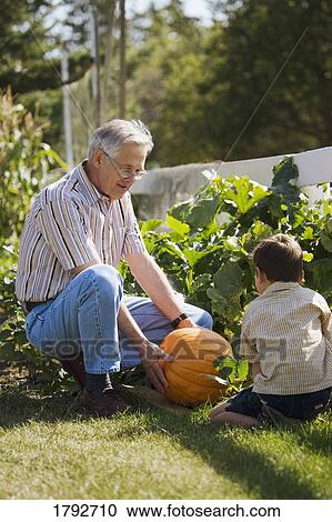 Grandpa and grandson looking at a pumpkin View Large Photo Image Stock Image - Grandpa and grandson looking at a pumpkin. Fotosearch