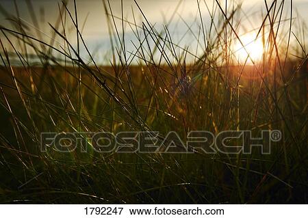Grassy field View Large Photo Image Stock Photo - Grassy field. Fotosearch