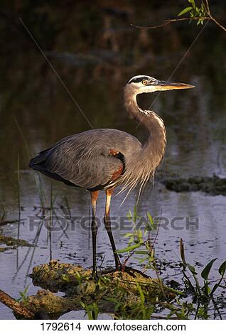 Great blue heron View Large Photo Image Picture - Great blue heron. Fotosearch