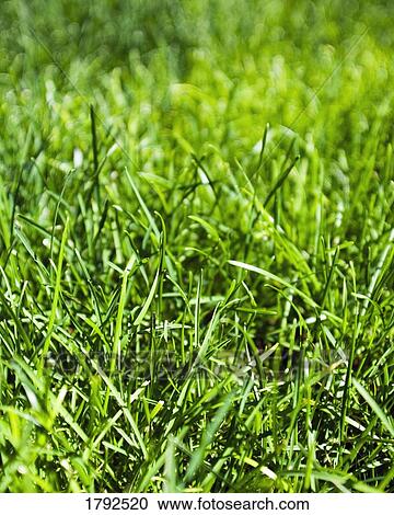 Stock Image - Green grass. Fotosearch