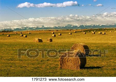 Hay bales View Large Photo Image Stock Image - Hay bales. Fotosearch