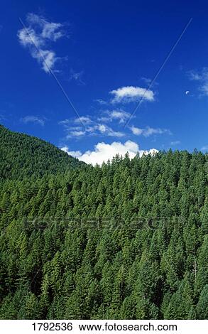 Hoh Rain Forest in Olympic National Park View Large Photo Image Stock Photograph - Hoh Rain Forest in Olympic National Park . Fotosearch