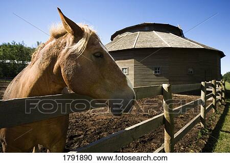 Stock Image - Horse in front of the Henderson Round Barn. Fotosearch