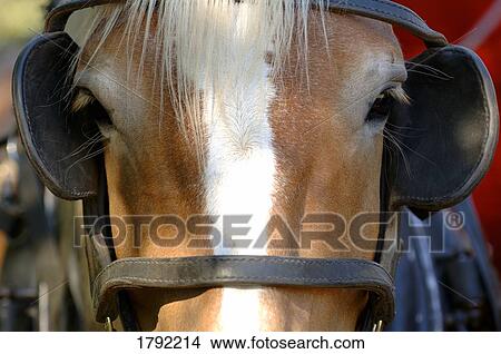 Horse with blinders View Large Photo Image Picture - Horse with blinders. Fotosearch