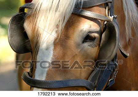 Stock Image - Horse with blinders. Fotosearch