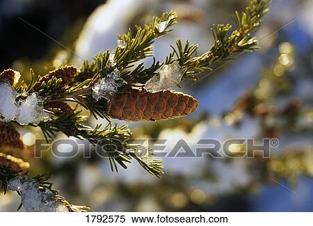 Ice on hemlock tree branches View Large Photo Image Stock Photography - Ice on hemlock tree branches. Fotosearch