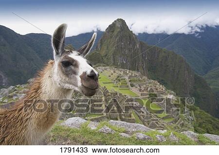 Incan ruins of Machu Picchu in Peru View Large Photo Image Stock Image - Incan ruins of Machu Picchu in Peru. Fotosearch
